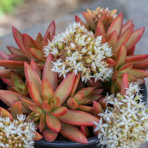 Altman Plants Desert Fire Collection 2.5" 4 Pack