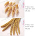 Nuzyz Natural Dried Pampas Grass Plumes 70pcs 17.5 Inch Rabbit Tail Millet Mixing Bulrush Fluffy Living Room Vase Arrangement Boho Bouquet Home Decor