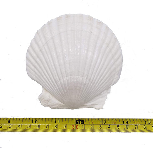 Goldenvalueable Large Natural Baking Shells White Scallops, 4-Inches, Set of 12