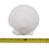 Goldenvalueable Large Natural Baking Shells White Scallops, 4-Inches, Set of 12