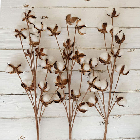 idyllic Pack of 6 Cotton Stems - 31 Inches Tall - 12 Cotton Bolls Per Stem Real Elastic Cotton Stalk Rustic Floral for Home Decor Wedding Centerpiece Farmhouse Style