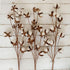 idyllic Pack of 6 Cotton Stems - 31 Inches Tall - 12 Cotton Bolls Per Stem Real Elastic Cotton Stalk Rustic Floral for Home Decor Wedding Centerpiece Farmhouse Style