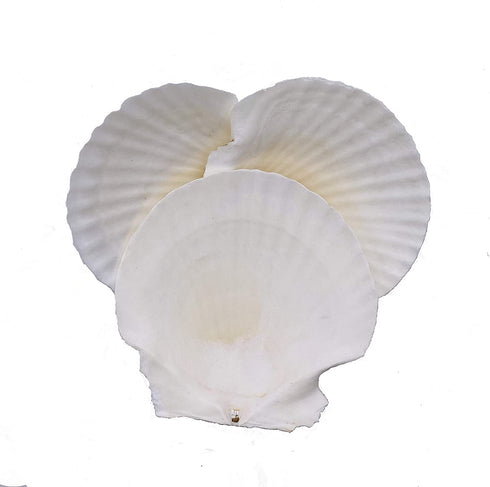 Goldenvalueable Large Natural Baking Shells White Scallops, 4-Inches, Set of 12