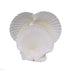 Goldenvalueable Large Natural Baking Shells White Scallops, 4-Inches, Set of 12