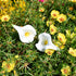 Mandy's 20pcs White Flowers Artificial Calla Lily Silk Flowers 13.4" for Home Kitchen & Wedding