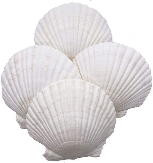 Goldenvalueable Large Natural Baking Shells White Scallops, 4-Inches, Set of 12