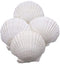 Goldenvalueable Large Natural Baking Shells White Scallops, 4-Inches, Set of 12