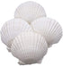 Goldenvalueable Large Natural Baking Shells White Scallops, 4-Inches, Set of 12