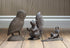 CAST Iron Door Stops (Squirrel)