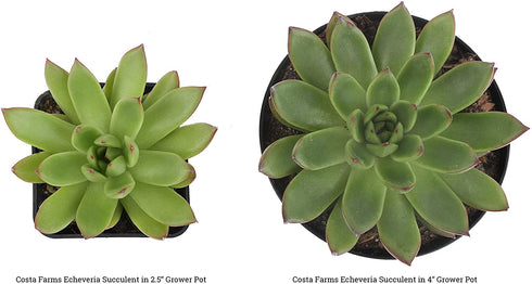 Costa Farms Succulents Fully Rooted Live Indoor Plant, 2.5-Inch Echeveria, in Grower's Pot