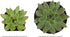 Costa Farms Succulents Fully Rooted Live Indoor Plant, 2.5-Inch Echeveria, in Grower's Pot