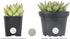 Costa Farms Succulents Fully Rooted Live Indoor Plant, 2.5-Inch Echeveria, in Grower's Pot