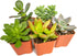 Succulent Plants (5 Pack) Assorted Potted Succulents Plants Live House Plants in Cacti and Succulent Soil Mix, Planter Pots Decor, Cactus Plants Live Indoor Plants Live Houseplants by Plants for Pets