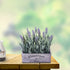 WITTY REMARK Fake Plants Artificial Lavender in Wooden Pots 10 Inches for Home Decoration Indoor/Outdoor Patio, Window, Table, Porch