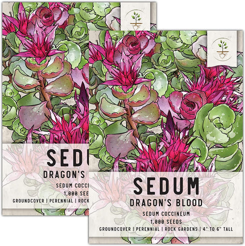 Seed Needs, Dragon's Blood Sedum Seeds for Planting (Sedum coccineum) Twin Pack of 1,000 Seeds Each - Heirloom & Open Pollinated - Great Groundcover for Rock Gardens