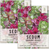 Seed Needs, Dragon's Blood Sedum Seeds for Planting (Sedum coccineum) Twin Pack of 1,000 Seeds Each - Heirloom & Open Pollinated - Great Groundcover for Rock Gardens