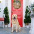 Welcome Wreath Sign for Front Door Decor - We Hope You Like Dogs Farmhouse Door Hanging,Unique Housewarming Gift for Dog Lovers Women 12 x 12 Brown
