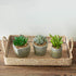 MOTINI Green Mini Artificial Succulents Plants Potted Small Faux Succulent in Cement Pots Fake Realistic Plant for Home Office Decor Indoor Outdoor, Set of 3