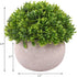 CEWOR 4 Packs Artificial Potted Plants Bathroom Home Office Decor Mini Fake Greenery Faux Topiary Shrubs Plants for Desk Decoration