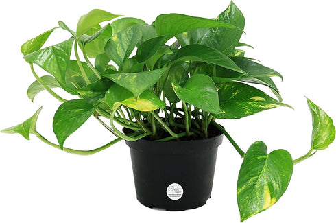 Costa Farms Easy Care Devil's Ivy Golden Pothos Live Indoor Plant 10-Inches Tall, Grower's Pot
