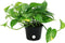 Costa Farms Easy Care Devil's Ivy Golden Pothos Live Indoor Plant 10-Inches Tall, Grower's Pot