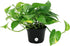 Costa Farms Easy Care Devil's Ivy Golden Pothos Live Indoor Plant 10-Inches Tall, Grower's Pot