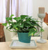 Costa Farms Easy Care Devil's Ivy Golden Pothos Live Indoor Plant 10-Inches Tall, Grower's Pot