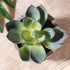 OUNONA 3pcs Faux Succulents/Artificial Cactus/Simulation Cacti Potted Plants Home Bonsai Decor Garden Greenery