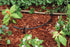 Rain Bird T22-250S Drip Irrigation 1/4" Blank Distribution Tubing, 250' Roll, Black