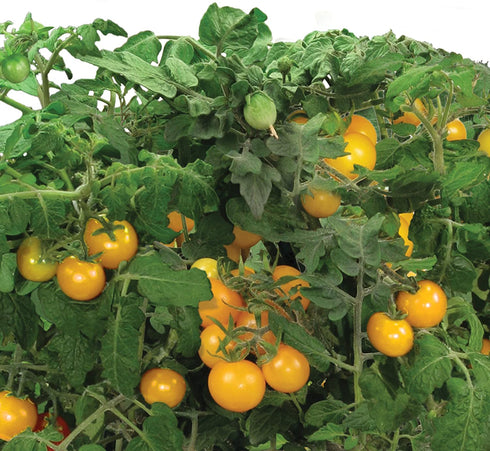 AeroGarden Golden Harvest Cherry Tomato, 9-pod