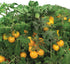 AeroGarden Golden Harvest Cherry Tomato, 9-pod