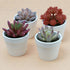 Olrla Mini Artificial Succulents Plants Set of 4, Realistic Faux Succulent in White Pots for DIY Bedroom Bathroom Bookshelf Office Garden Women Desk Decor (Red )