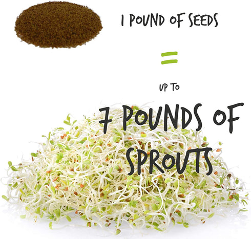Certified Organic Alfalfa Sprouting / Sprout Seeds - Seed For Sprouts - 16 Oz