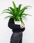 American Plant Exchange Birds Nest Fern Japanese Live Plant, 6" Pot, Indoor/Outdoor Air Purifier