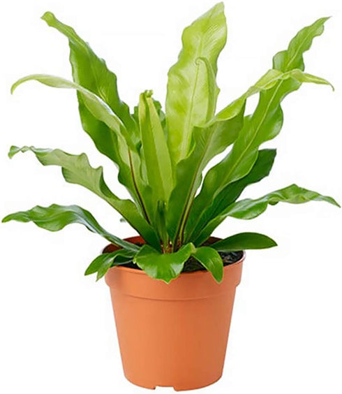 American Plant Exchange Birds Nest Fern Japanese Live Plant, 6" Pot, Indoor/Outdoor Air Purifier