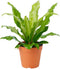 American Plant Exchange Birds Nest Fern Japanese Live Plant, 6" Pot, Indoor/Outdoor Air Purifier