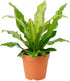 American Plant Exchange Birds Nest Fern Japanese Live Plant, 6" Pot, Indoor/Outdoor Air Purifier