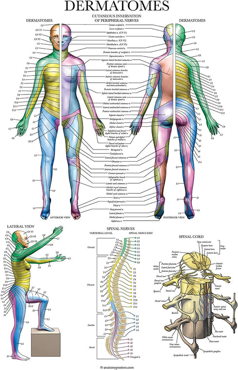 Palace Learning Dermatomes & Nervous System Anatomical Chart - Dermatomes Anatomy Poster