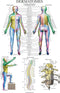 Palace Learning Dermatomes & Nervous System Anatomical Chart - Dermatomes Anatomy Poster