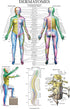 Palace Learning Dermatomes & Nervous System Anatomical Chart - Dermatomes Anatomy Poster