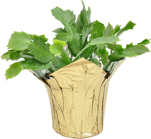 Costa Farms Fully Rooted Fully Rooted Indoor Zygocactus 7-Inches Tall, Gold Pot Cover