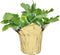 Costa Farms Fully Rooted Fully Rooted Indoor Zygocactus 7-Inches Tall, Gold Pot Cover