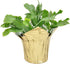 Costa Farms Fully Rooted Fully Rooted Indoor Zygocactus 7-Inches Tall, Gold Pot Cover