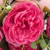 KAHAUL Artificial Flowers Silk Peony Flower Fake Flower Small Pieces Wedding Bouquet Design for Home Store Decoration Indoor&Outdoor (4 Pack, Pink Red)