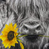 LB Funny Highland Cow Shower Curtain, Modern Farmhouse Highland Cow with Sunflower Shower Curtains, Grey Rustic Wood Barn Door Western Wildlife Animal Bathroom Curtains Set with Hooks, 60X72 Inches