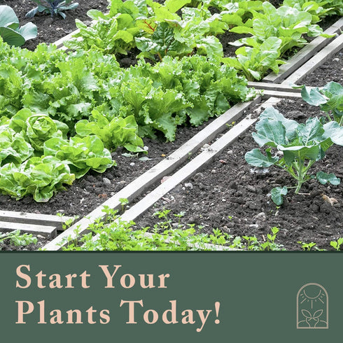 Window Garden Fiber Soil Direct Plant Seed Starters (36mm) 48 Pods - use with our Seed Starter Kit or Any Tray. Expands with Water, Grow Herbs, Flowers and Vegetables. No Messy Soil, Easy,Successful