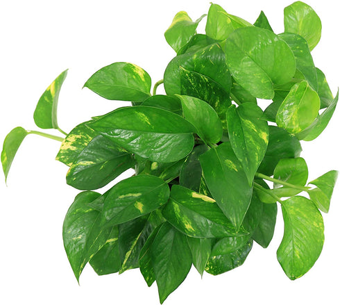 Costa Farms Easy Care Devil's Ivy Golden Pothos Live Indoor Plant 10-Inches Tall, Grower's Pot
