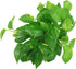 Costa Farms Easy Care Devil's Ivy Golden Pothos Live Indoor Plant 10-Inches Tall, Grower's Pot