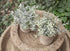 Der Rose 6pcs Mini Fake Plants Artificial Potted Plants Desk Plants for Home Office Farmhouse Bathroom Bedroom Decor