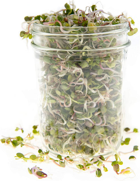 Rainbow Radish Sprouting Seeds Mix | Heirloom Non-GMO Seeds for Sprouting & Microgreens | Contains Red Arrow, Purple Triton & White Daikon Radish Seeds 1 lb Resealable Bag | Rainbow Heirloom Seed Co.